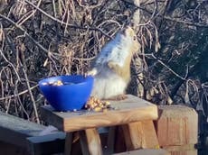 Squiffy squirrel: Rodent gets drunk on fermented pears in viral video