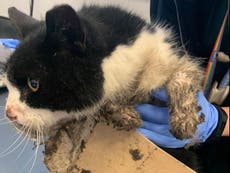 Cat put down after becoming stuck to four glue traps