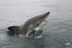 Vast release of shark data reveals predators follow ocean heat ‘blob’ to new locations in California