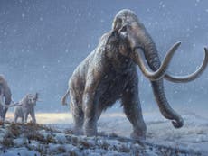 World’s oldest DNA reveals how mammoths evolved and adapted to different climates