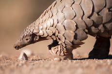Pangolin held to ransom in Congo amid fears of ‘new trend’ in wildlife crime