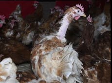 ‘Free-range’ hens from Happy Egg suppliers suffer misery in overcrowded sheds, investigators claim