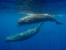 抹香鲸互相警告鱼叉袭击并学会避开猎人, 研究表明