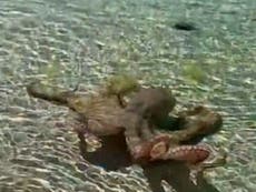 Moment octopus hurls itself at man and daughter captured on video
