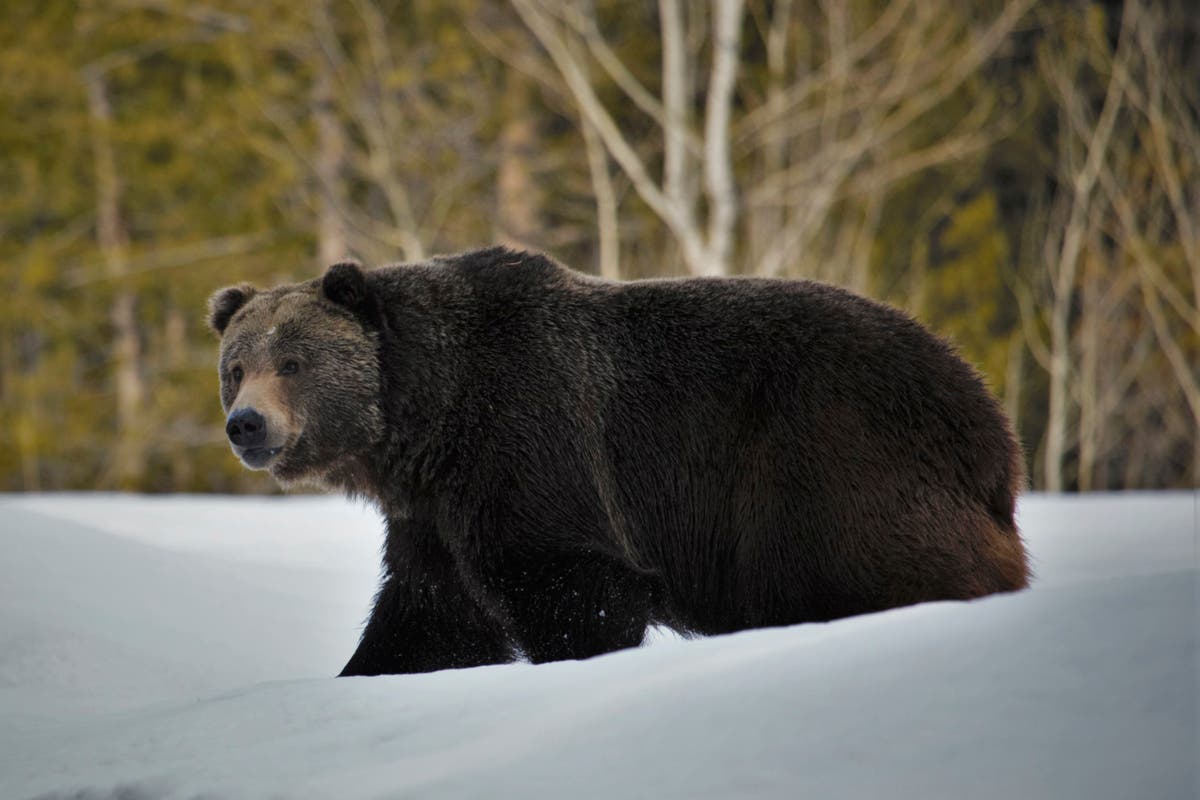 Montana seeks to end protections for Glacier-area grizzlies