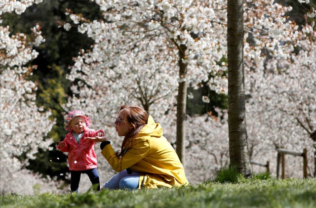 人々はアルンウィックの大白桜果樹園を歩く