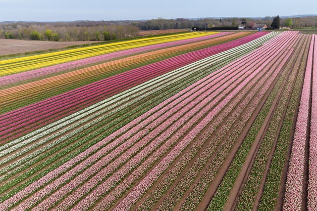 Milhões de tulipas em flor perto de King’s Lynn em Norfolk, como Belmont Nurseries, o maior produtor comercial de tulipas ao ar livre do Reino Unido, oferece visitas socialmente distantes aos campos de tulipas em Hillington para arrecadar fundos para a caridade local The Norfolk Hospice Tapping House