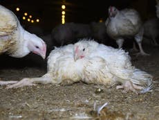 Supermarkets ‘misled customers over chicken cruelty and shut down social media objections’