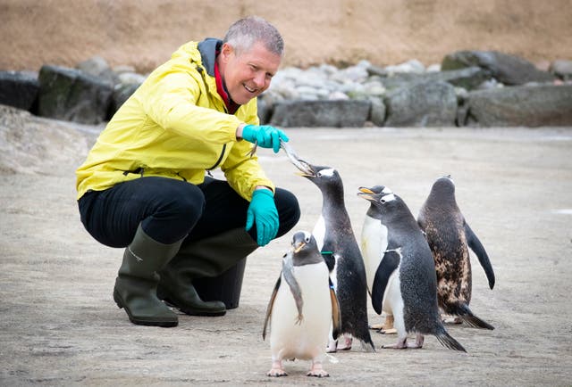 スコットランド自由民主党の指導者ウィリーレニーは、5月に予定されているスコットランド議会選挙のキャンペーントレイルでエジンバラ動物園を訪れている間、ジェンツーペンギンに餌をやる 6