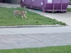 Houston tiger is being secretly passed around safe houses, police believe