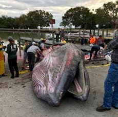 Ship speed limit sought to protect endangered whales in Gulf