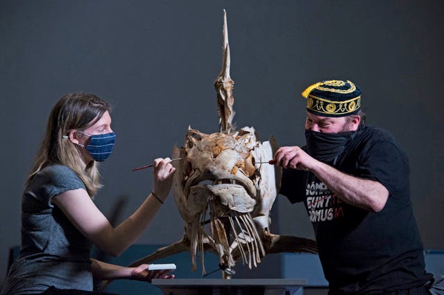 Medarbeider strammer skruene og maler et Marlin-skjelett, før den blir utstilt på Natural History Museum i London, mens museet forbereder seg på å gjenåpne for publikum den 17 Kan, etter ytterligere lempelse av begrensninger i lockdown i England