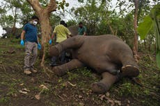 Bolt of lightning kills herd of 18 elephants in Indian state