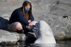 Belugas to arrive at Mystic Aquarium after legal battle