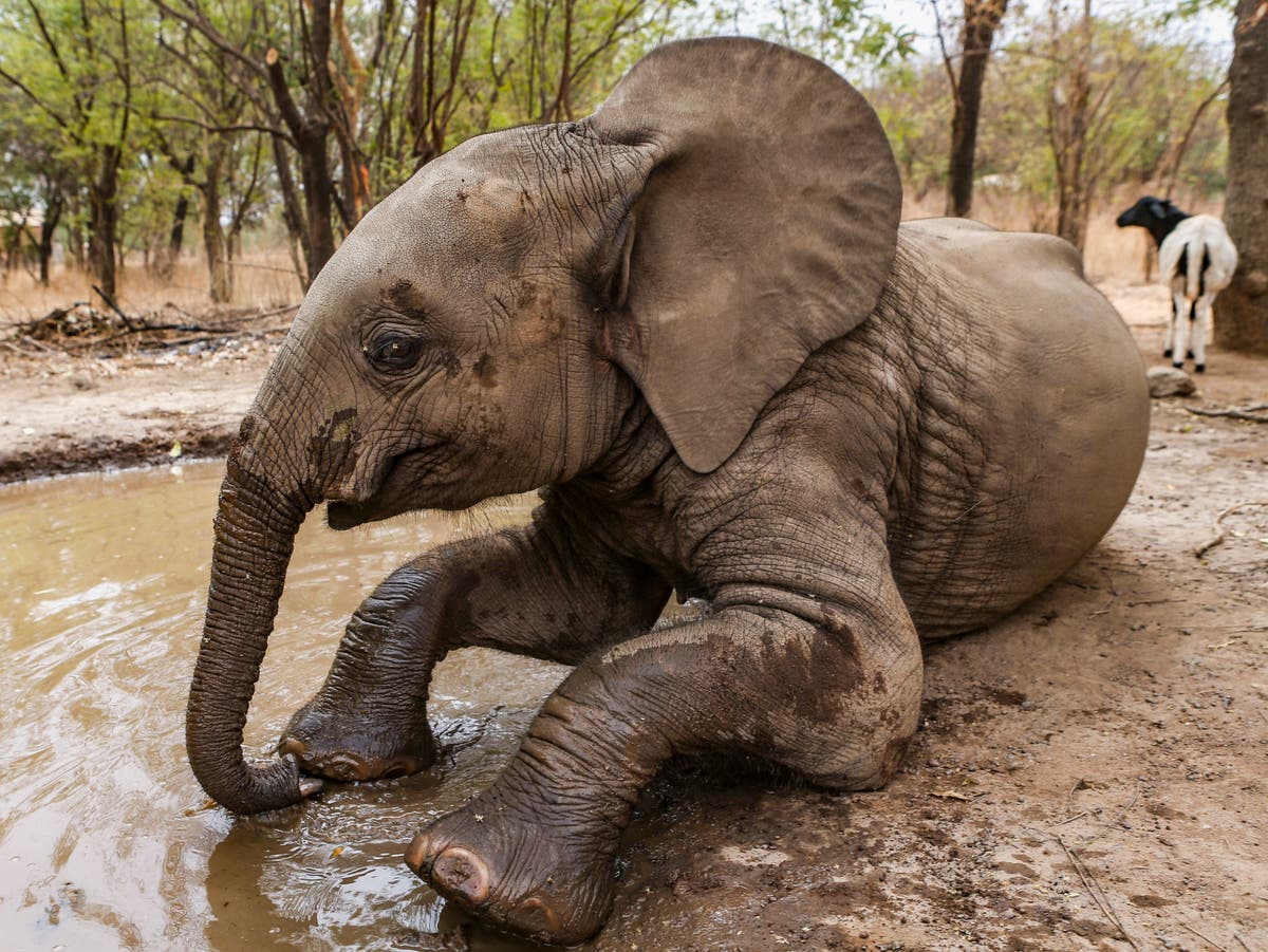 DNA testing pioneered in effort to trace long-lost mother of ‘orphan’ elephant