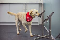 Sniffer dogs trained on smelly socks can detect Covid with up to 94% 正確さ