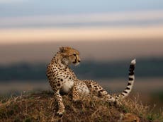 Rewilding: Cheetahs to be reintroduced to India 70 years after last one was killed