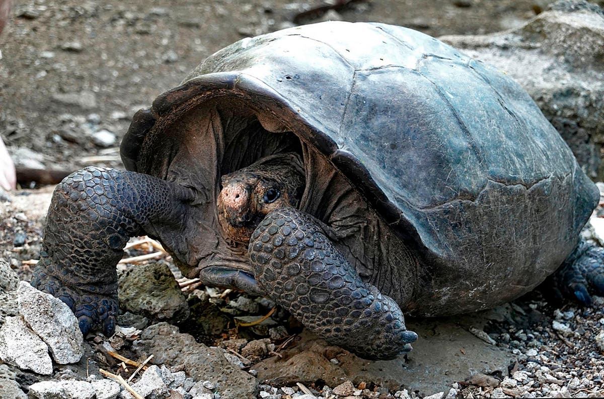 Giant tortoise believed to have died out on Galapagos islands is back after 100 years
