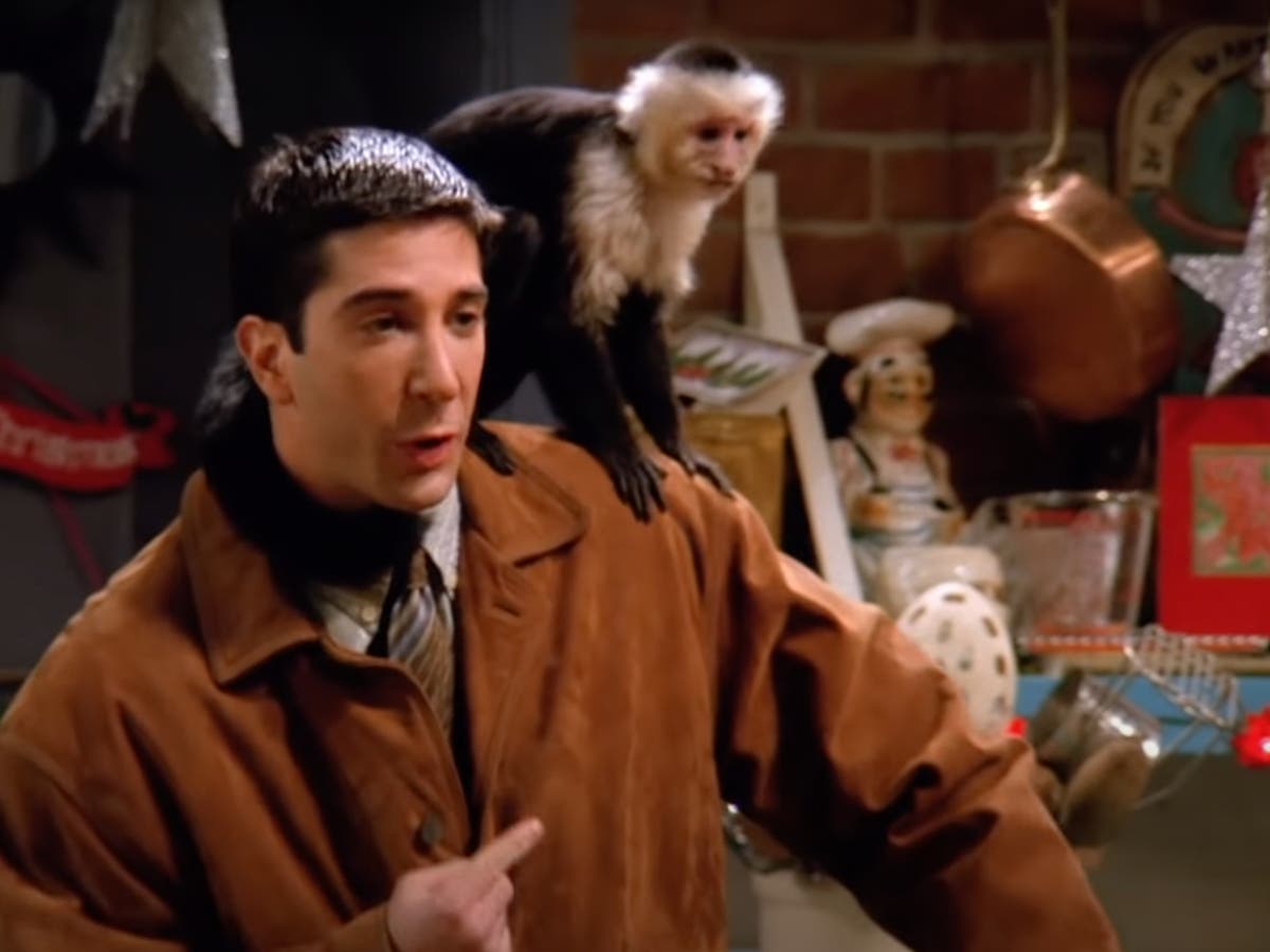 What has Marcel the Monkey been doing since Friends?