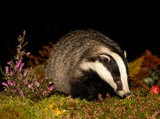 Number of badgers culled in TB clampdown set to double to nearly 300,000, experts warn 