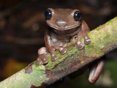 New ‘chocolate frog’ discovered in New Guinea jungle