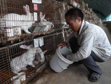 China urged to call time on fur farms after WHO report into Covid’s origins