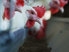 How common is bird flu among humans and what are the symptoms?