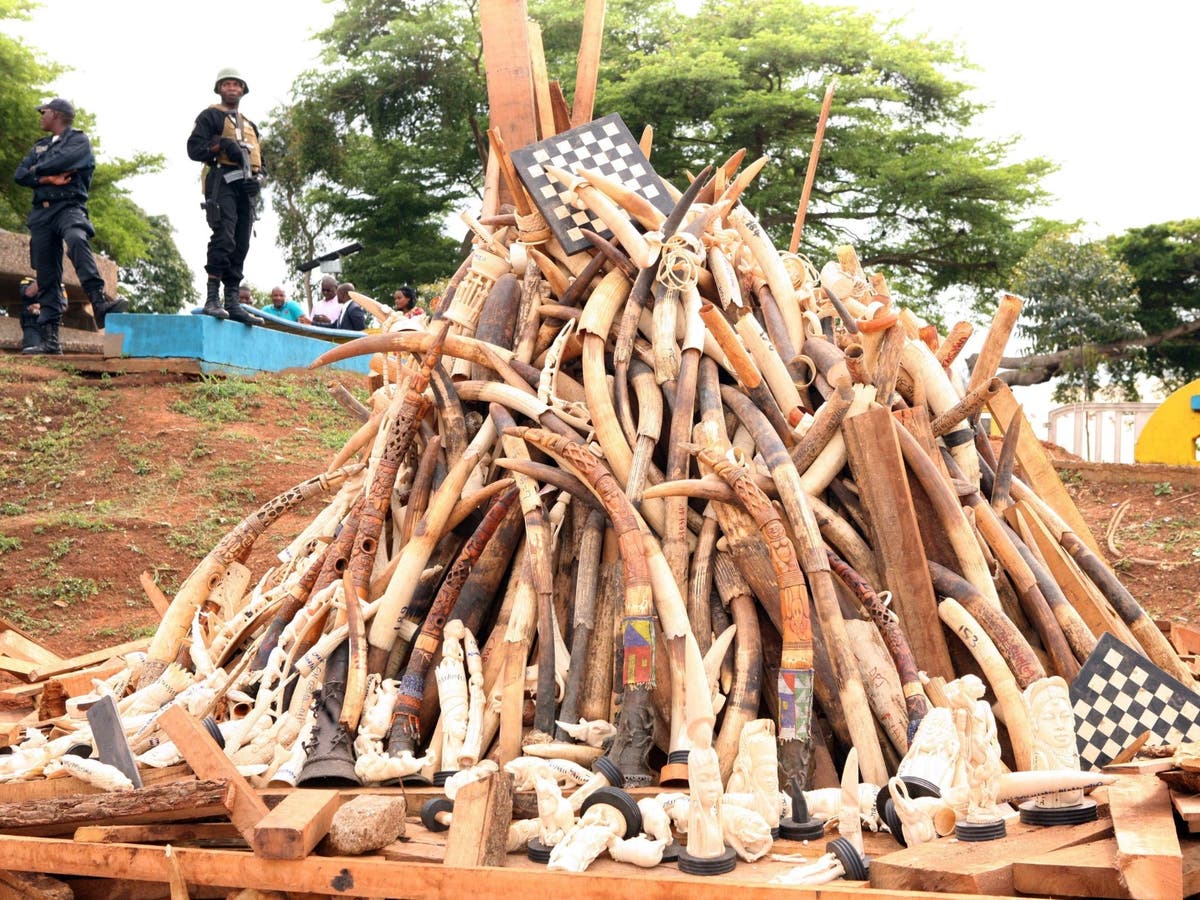 West Africa stopping poachers but not flow of money from illegal wildlife trade, study finds