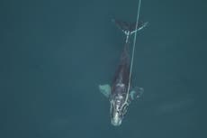 Shrinking giants: North Atlantic right whales getting tinier