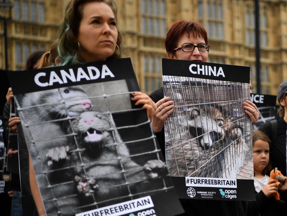 Disease experts urge Boris Johnson to push for global fur farms ban
