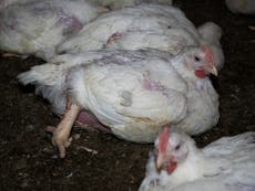 Morrisons tried to silence me over chicken cruelty, employee claims