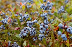 Maine's blueberry crop faces climate change peril