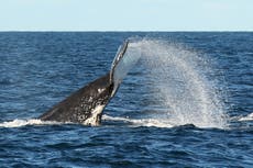 Australian man crushed by whale in freak accident