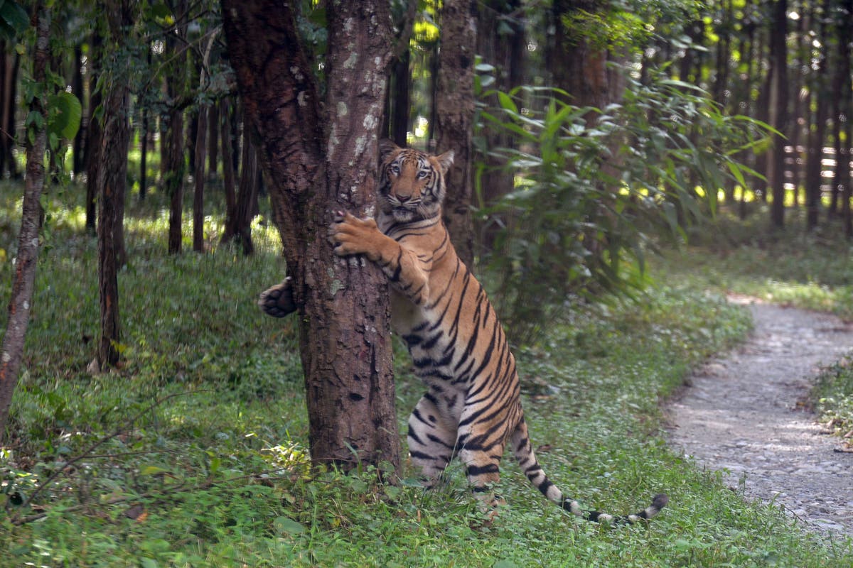 Tiger collared in India enters Bangladesh after travelling 100km in four months
