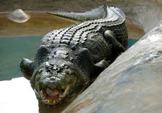 Scientists discover prehistoric giant ‘river boss’ crocodile in Australia