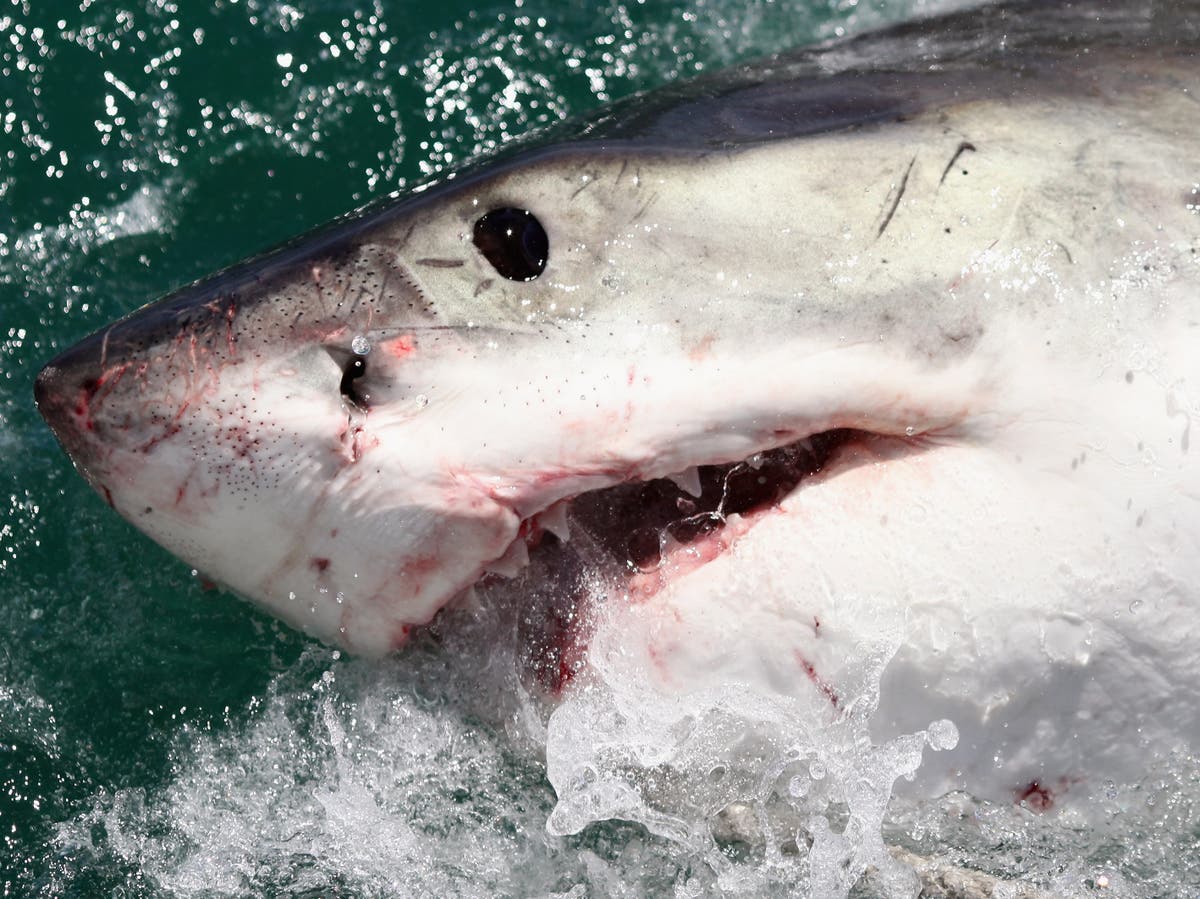 Great white sharks are swimming close to NYC coasts, trackers reveal