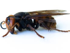 Murder hornets: Scientists find dead insect in first 2021 sighting