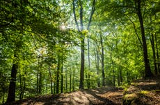 UK failing to plant enough trees despite government’s climate pledge, figures show
