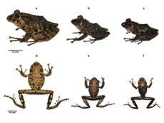Misty Mountain Hop: Newly discovered Andean frog named in honour of Led Zeppelin