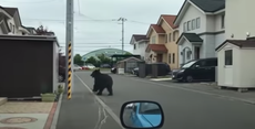 Bear on loose in Japan sees flights cancelled and schools closed as it breaks into army base