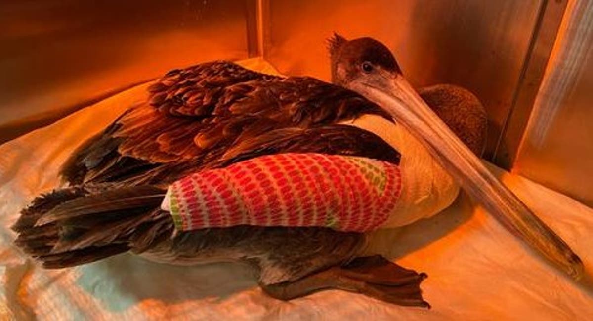 Mystery of dozens of California Pelicans with broken wings prompts authorities to hunt for human culprit