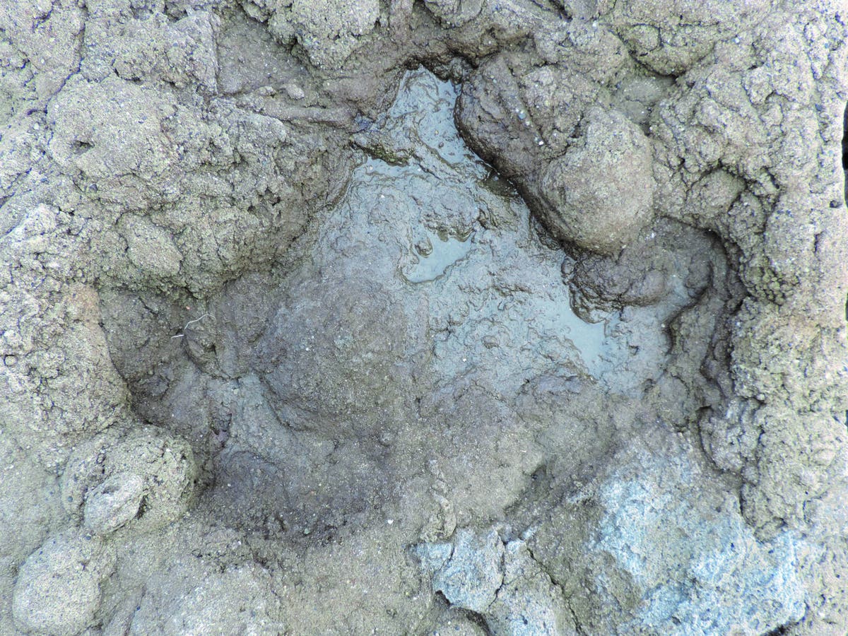 Dinosaur footprints found close to White Cliffs of Dover