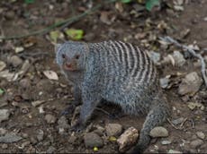 Mongooses rear young in a ‘fair society’, solving inequality problems, research reveals