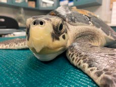 Rescued sea turtles: some to be released, some still sick