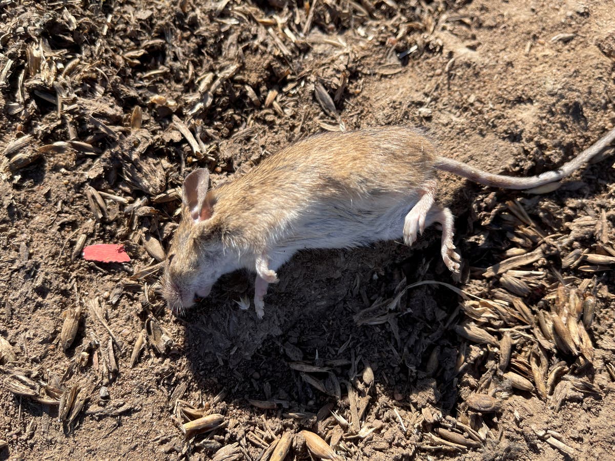 ‘Napalm’ will not be used to tackle mouse plague in Australia over wider wildlife concerns