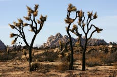 Couple caught burying protected Joshua trees to build home