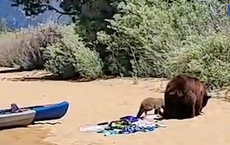 Shocked beachgoers joined by four bears cooling off in Lake Tahoe
