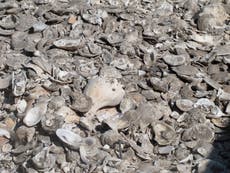 Diners' discarded shells help establish new oyster colonies