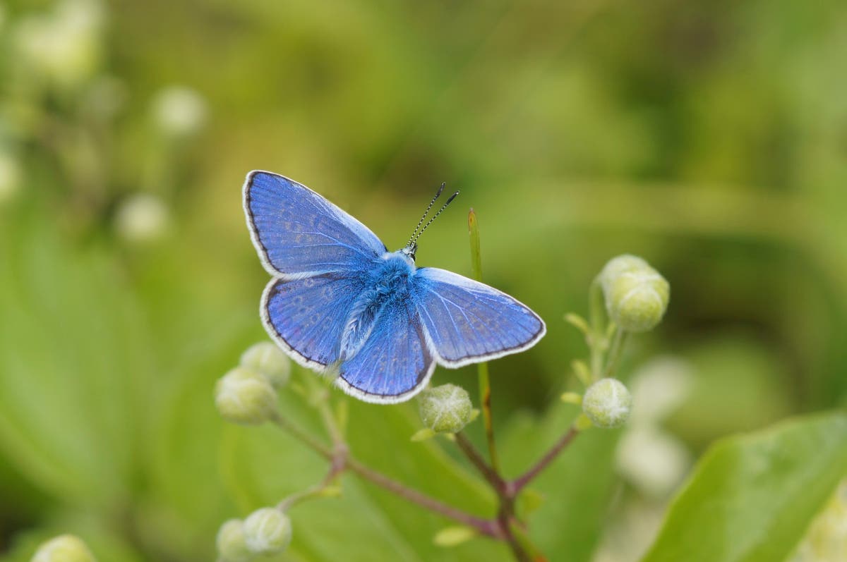 How to help butterflies thrive in your garden