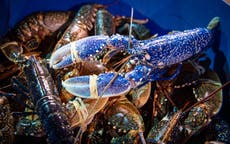 Rare blue lobster saved from becoming pub lunch